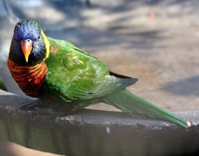 Omgeni River Bird Park Durban