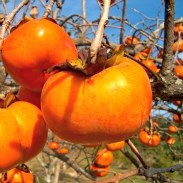 If you want to try a sweet persimmon you will need to find the Fuyu tomato shape variety and make sure they are very ripe