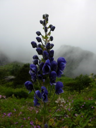 Purple flowers - Himalayan flowers