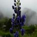 Purple flowers - Himalayan flowers
