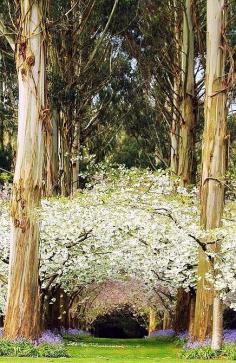 Eucalyptus Forest, New Zealand - a place to be