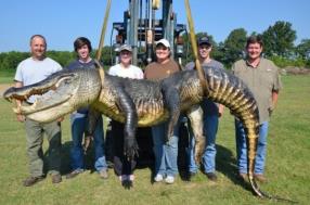 Two 700-pound alligators were killed in Mississippi, the largest alligators ever killed in the state's history. In other news, we should all stay out of Mississippi. 
