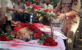 Dog That Saved Thousands Was Given a Heros Funeral
