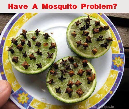 At your next outdoor gathering try this SAFE and EFFECTIVE method of keeping mosquitoes at bay! Simply slice a lime in half and press in a good amount of cloves for an ALL NATURAL mosquito repellent..