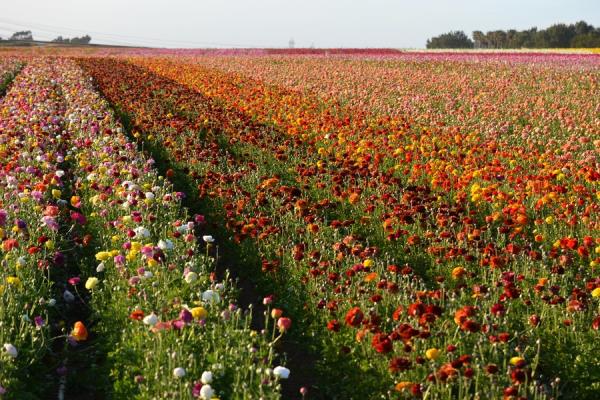 flower fields, carlsbad