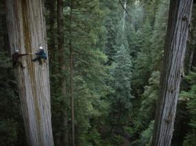 Climbing Redwood trees