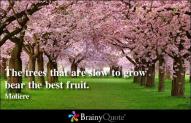 trees that are slow to grow bear the best fruit