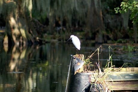 Snowy Egret fishing for lunch