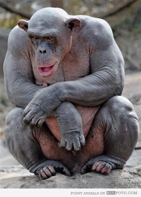 chimp, bald and funny